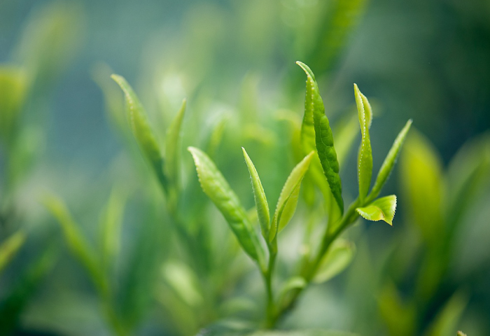 豊潤かすてら 2